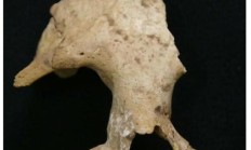 古 DNA 测序揭示秦始皇祖母陵墓出土长臂猿为灭绝新物种